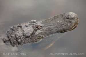 Josh Manring Photographer Decor Wall Art -  Florida Wildlife Everglades -12.jpg